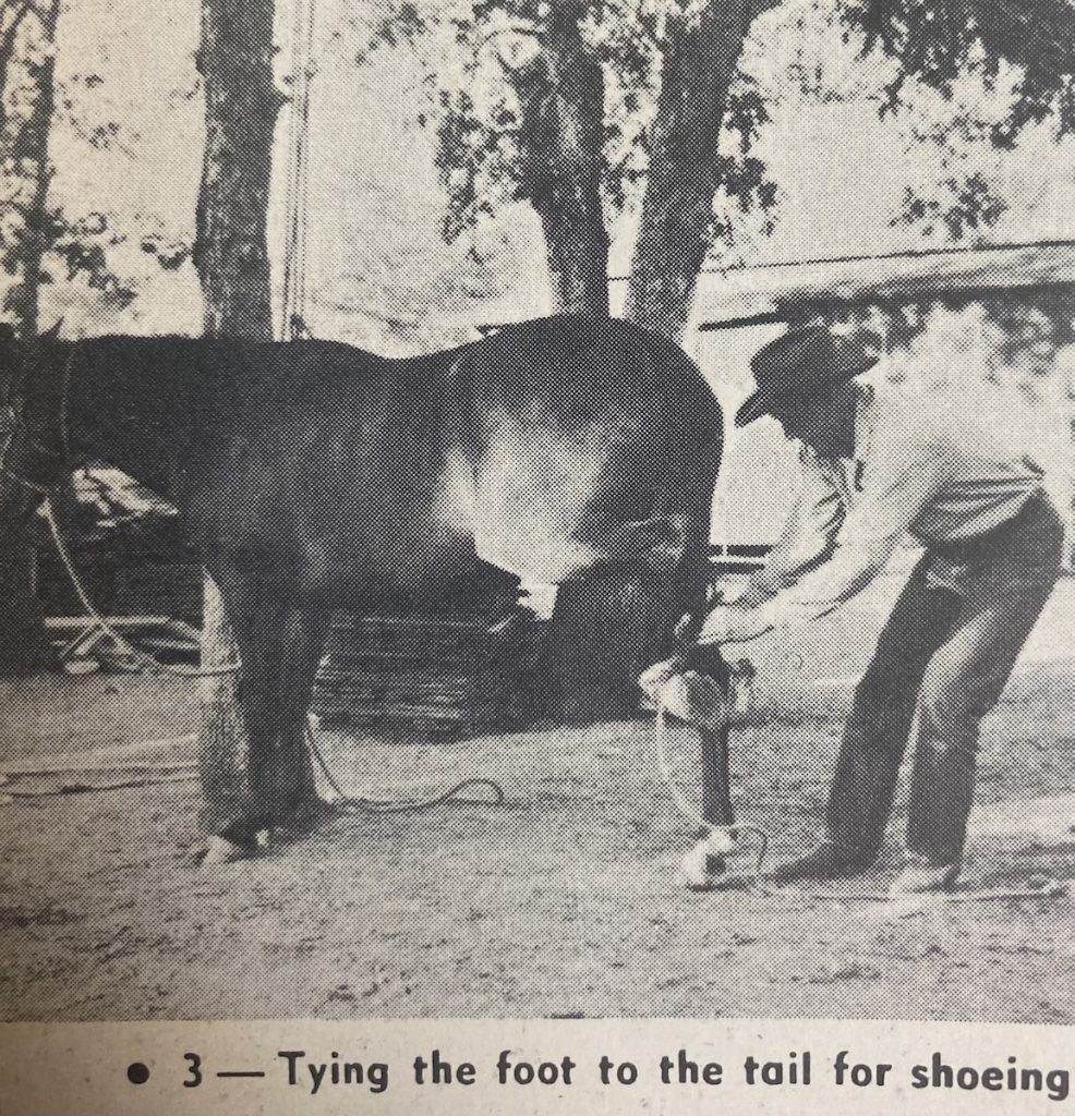 When I was buckarooing we did our own shoeing, and often tacked on the first shoes shortly after this ground work and the first good ride.