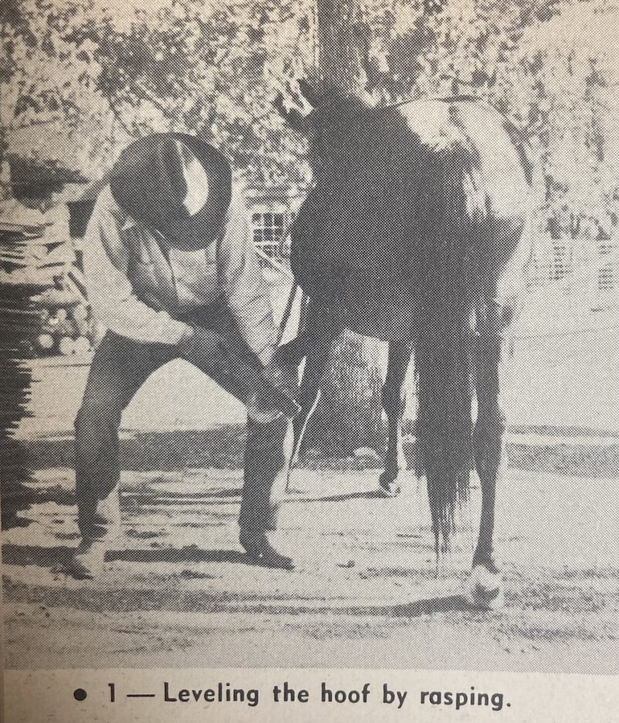 When I was buckarooing we did our own shoeing, and often tacked on the first shoes shortly after this ground work and the first good ride.