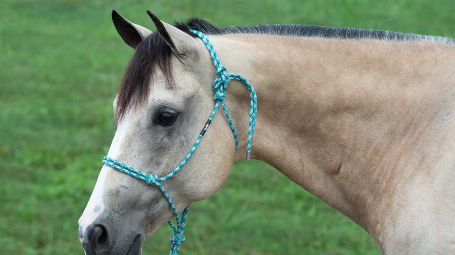 Horse with Weaver halter