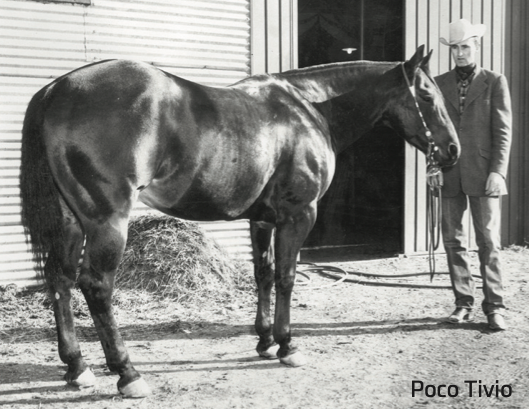 Stallions receive much of the attention, but the broodmare raising the foal deserve the same amount, if not more, of the credit.