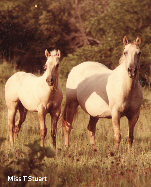 Stallions receive much of the attention, but the broodmare raising the foal deserve the same amount, if not more, of the credit.