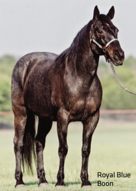 Stallions receive much of the attention, but the broodmare raising the foal deserve the same amount, if not more, of the credit.