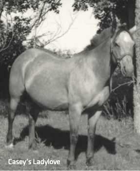 Stallions receive much of the attention, but the broodmare raising the foal deserve the same amount, if not more, of the credit.