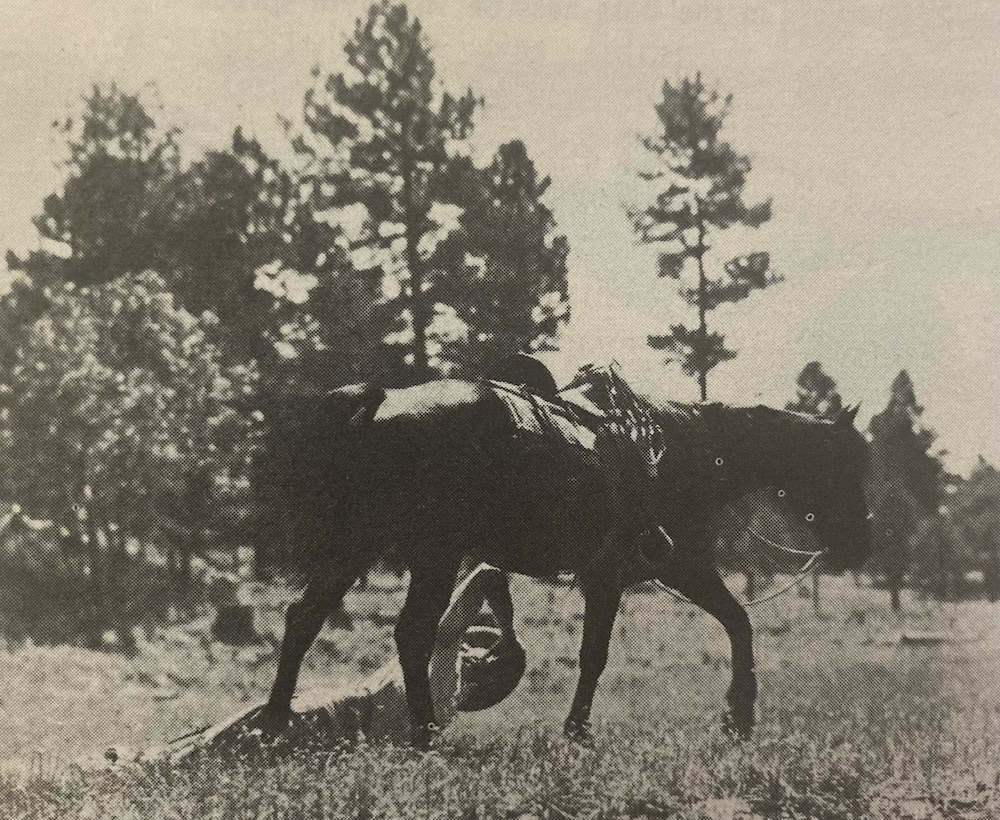 Rex was wild - an independent thinking and acting movie horse that became known as the King of the Wild Horses.