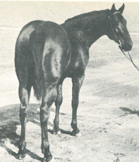 Known as the "Iron Horse," Clabber not only passed along his speed and durability to his offspring but his true grit and competitive spirit.