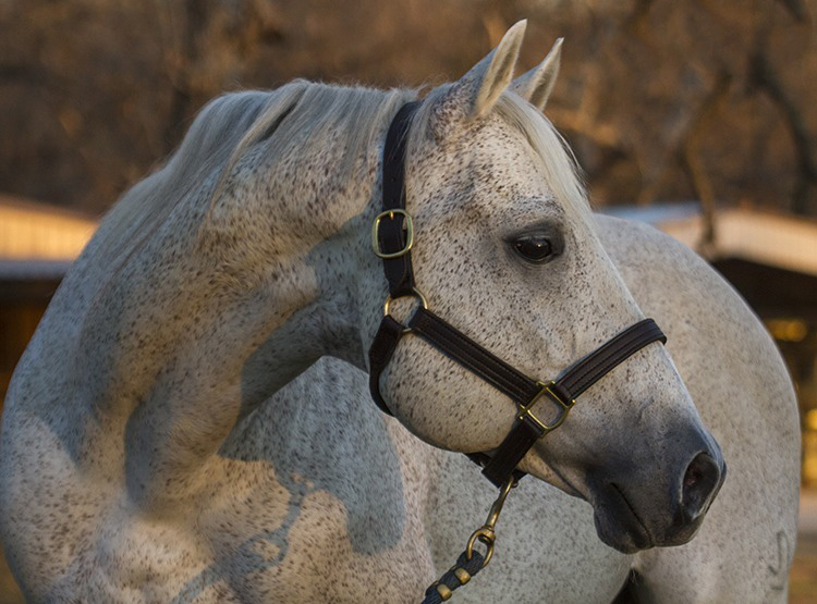 We have gathered several of our favorite horses, stories and memories from our archives into one place to share.