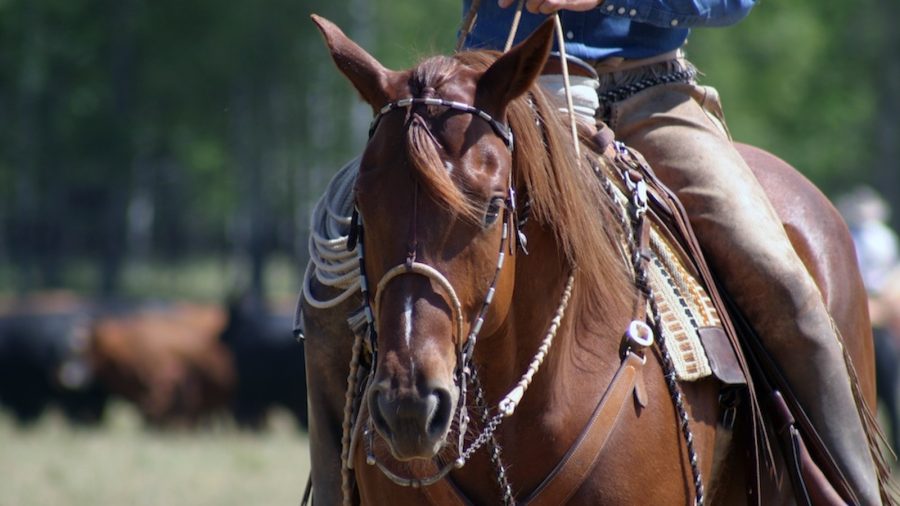 Buck Brannaman explains the eight characteristics of horses that he believes humans should have as well to build good relationships.