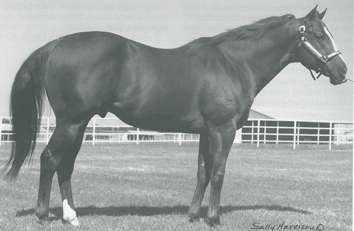 We have gathered several of our favorite horses, stories and memories from our archives into one place to share.