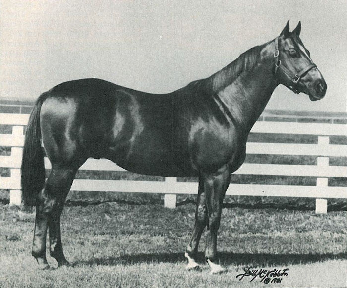 We have gathered several of our favorite horses, stories and memories from our archives into one place to share.