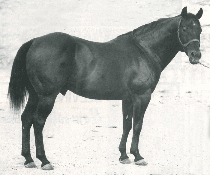 We have gathered several of our favorite horses, stories and memories from our archives into one place to share.
