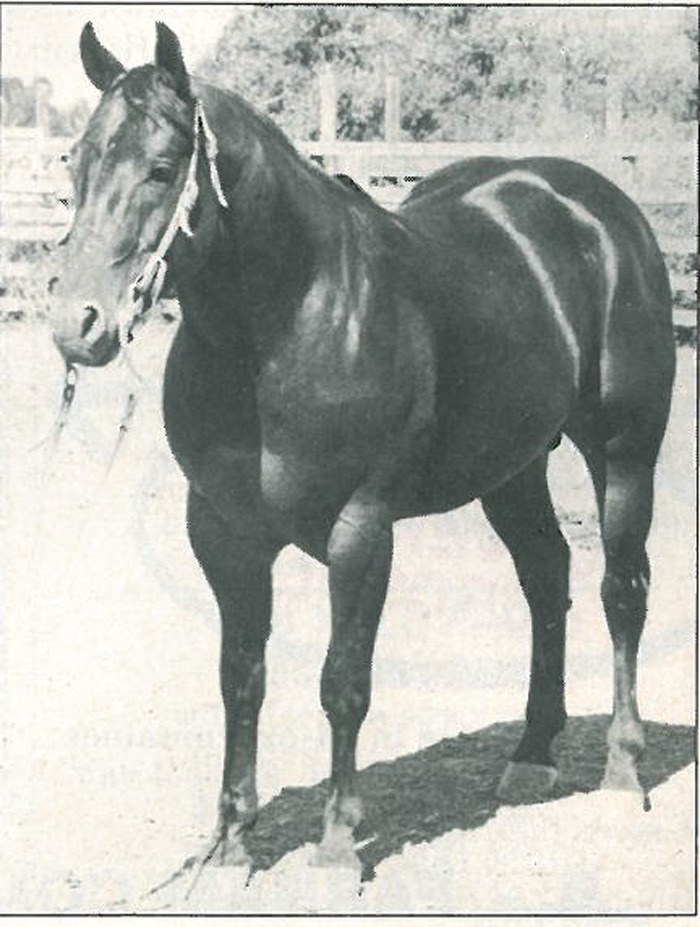We have gathered several of our favorite horses, stories and memories from our archives into one place to share.