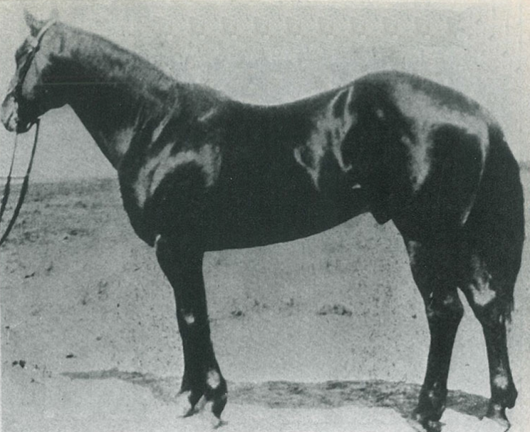 We have gathered several of our favorite horses, stories and memories from our archives into one place to share.