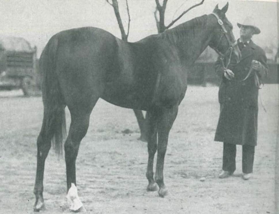 We have gathered several of our favorite horses, stories and memories from our archives into one place to share.