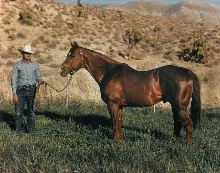 We have gathered several of our favorite horses, stories and memories from our archives into one place to share.