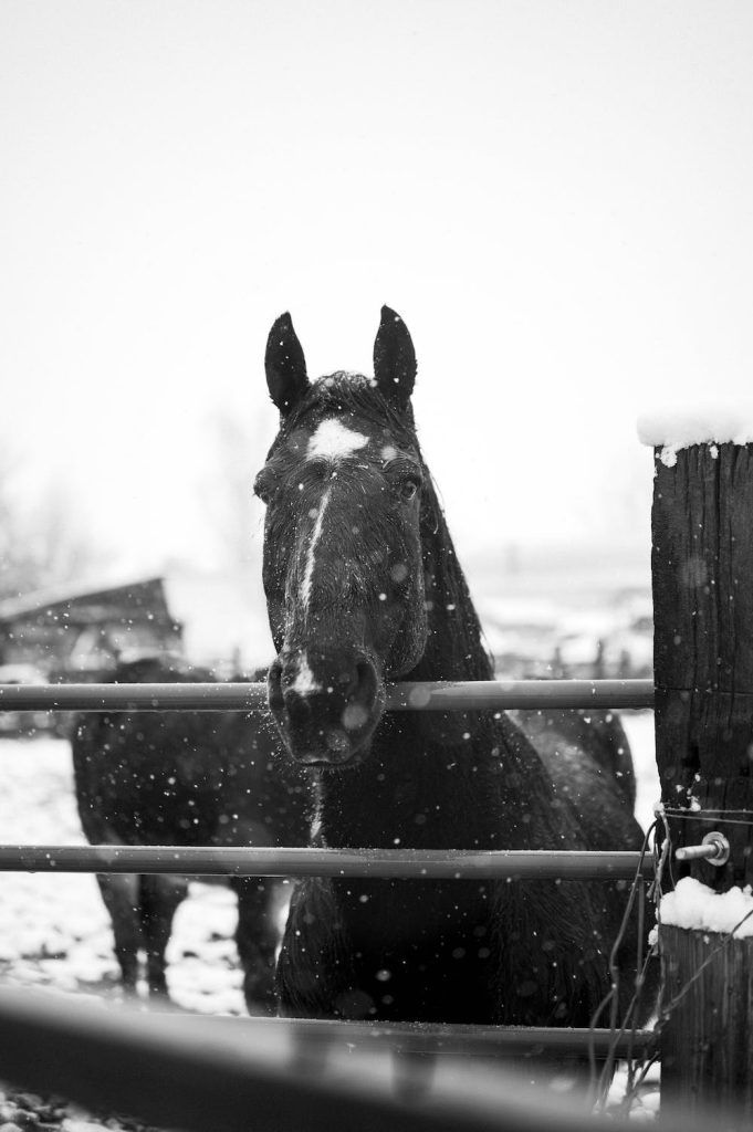 Becca Davis, DVM, weighs in on six common winter horse health concerns and the best ways to successfully navigate them.