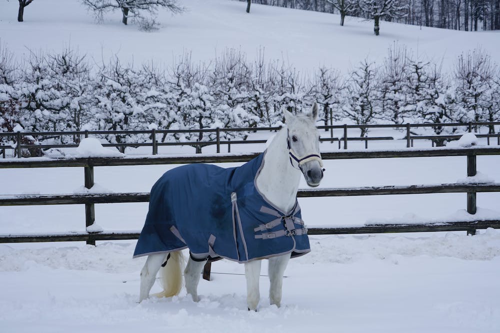 Becca Davis, DVM, weighs in on six common winter horse health concerns and the best ways to successfully navigate them.