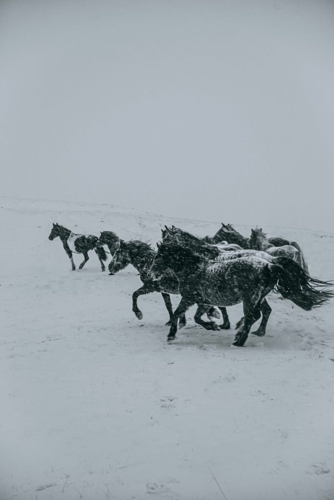 Becca Davis, DVM, weighs in on six common winter horse health concerns and the best ways to successfully navigate them.