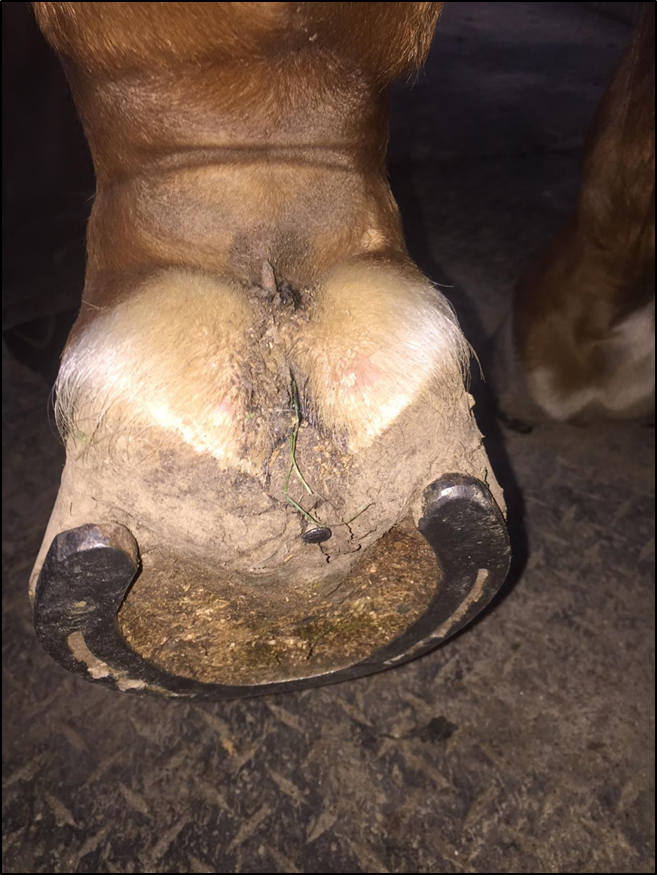 It seems horses are always on the lookout for ways to injure themselves, making lacerations and puncture wounds a common occurrence.