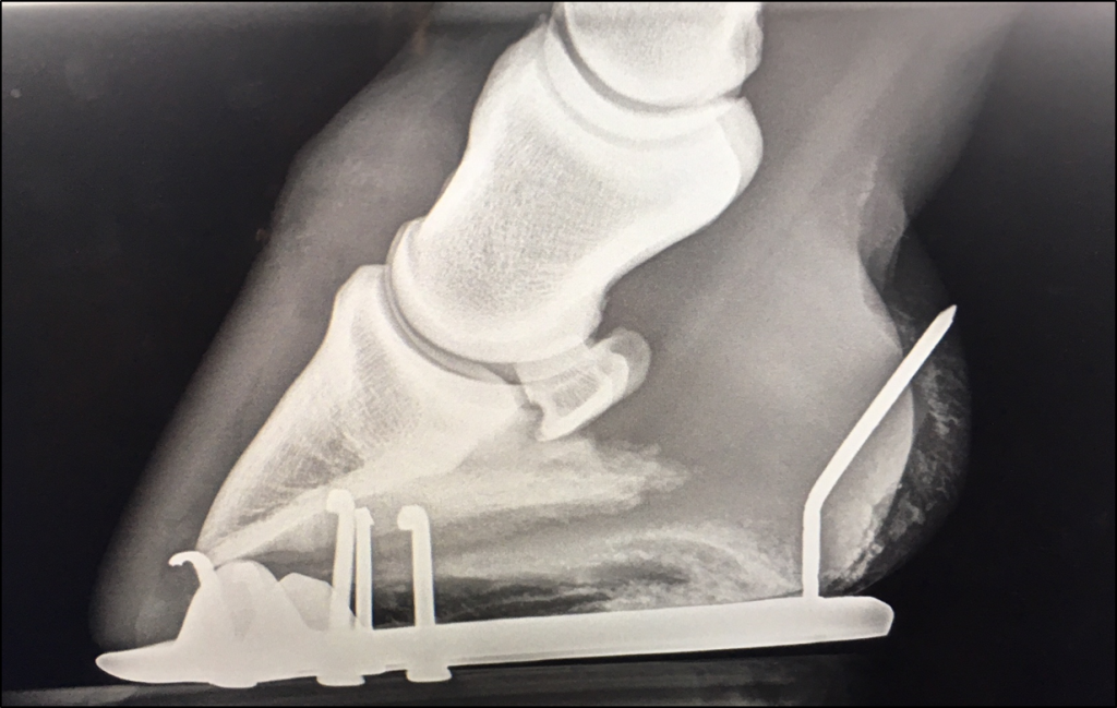 It seems horses are always on the lookout for ways to injure themselves, making lacerations and puncture wounds a common occurrence.