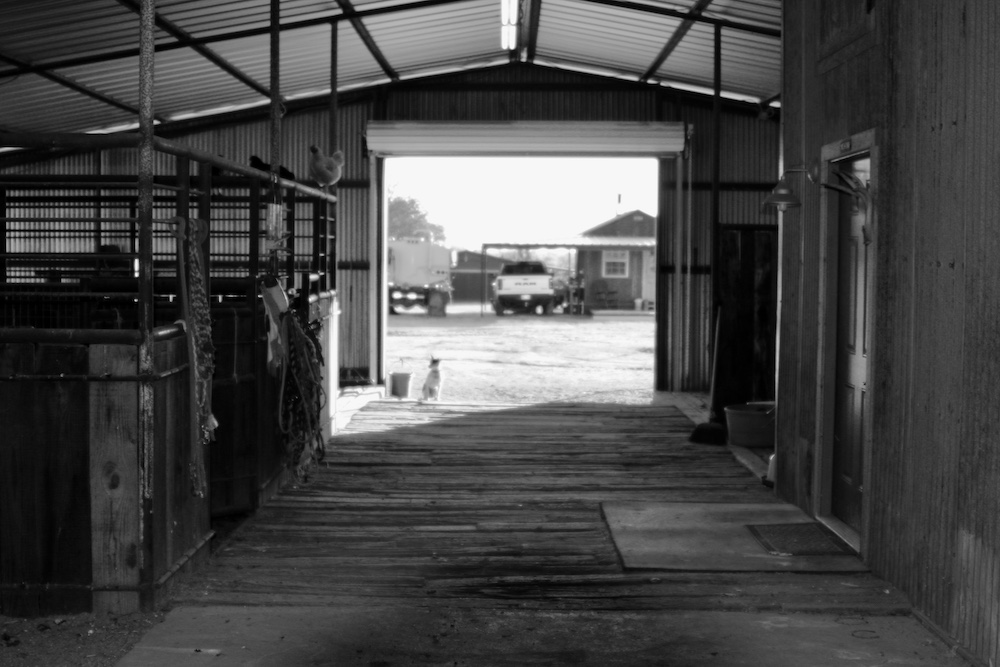 Kelli Neubert's barn is not a place that puts up with much nonsense. It is a place full of laughs, love, kindness and joy. 