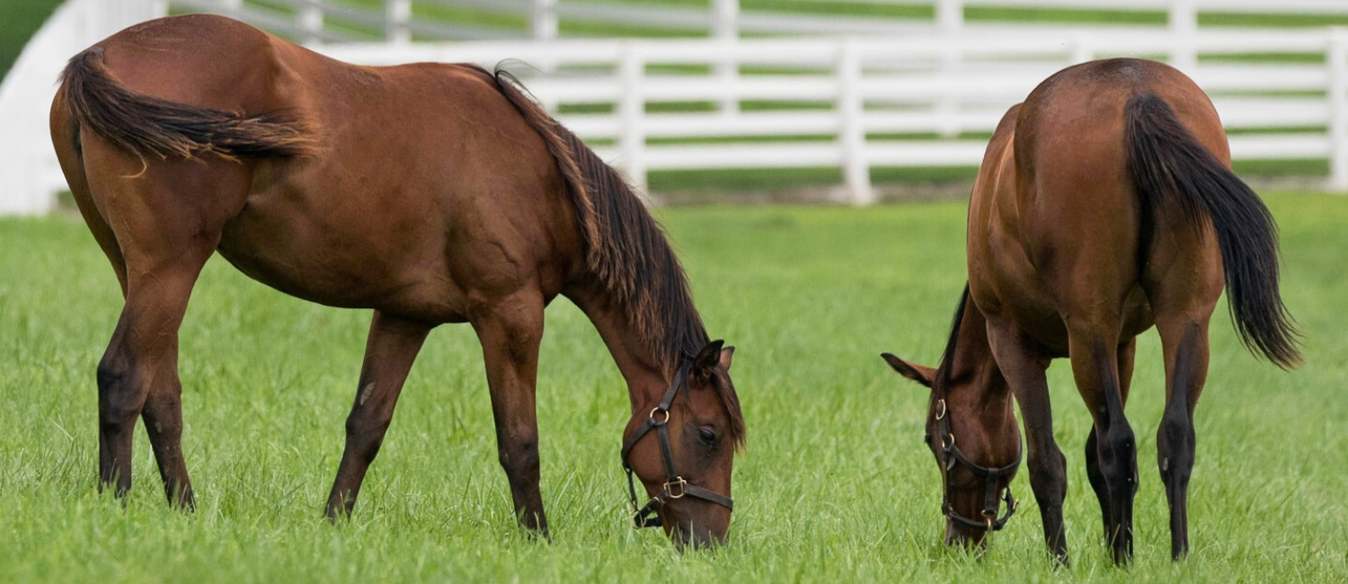 Two horses graze in a field.