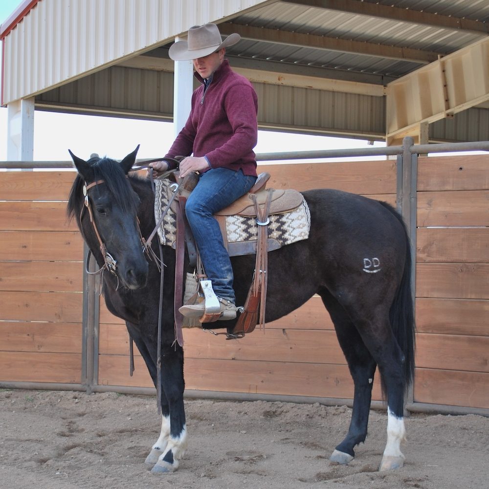 When unexpected wildlife encounters take place in a natural space, help your horse learn to look to you for its next steps.