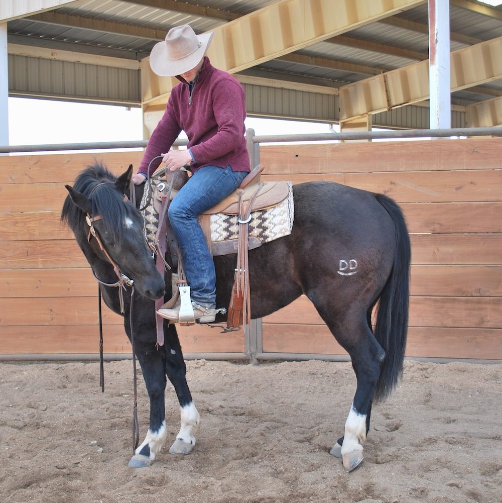 When unexpected wildlife encounters take place in a natural space, help your horse learn to look to you for its next steps.