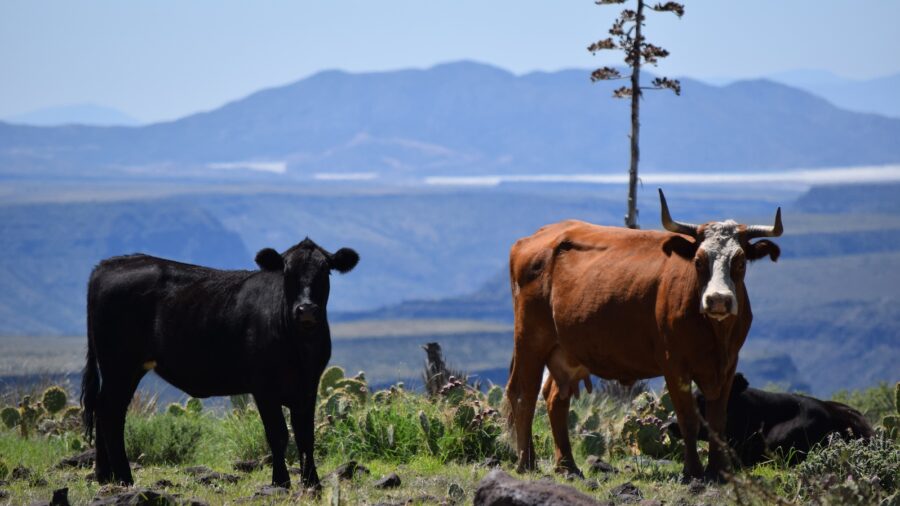 Two different types of cows stand in front of a picturesque background.
