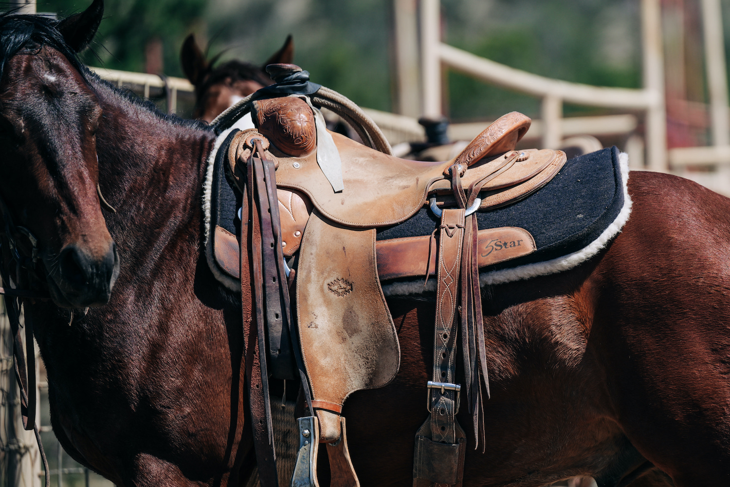 5 Star Equine saddle Pad