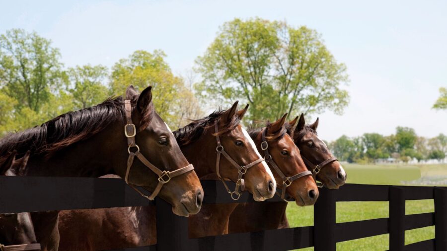 Four horses standing at black wood fence