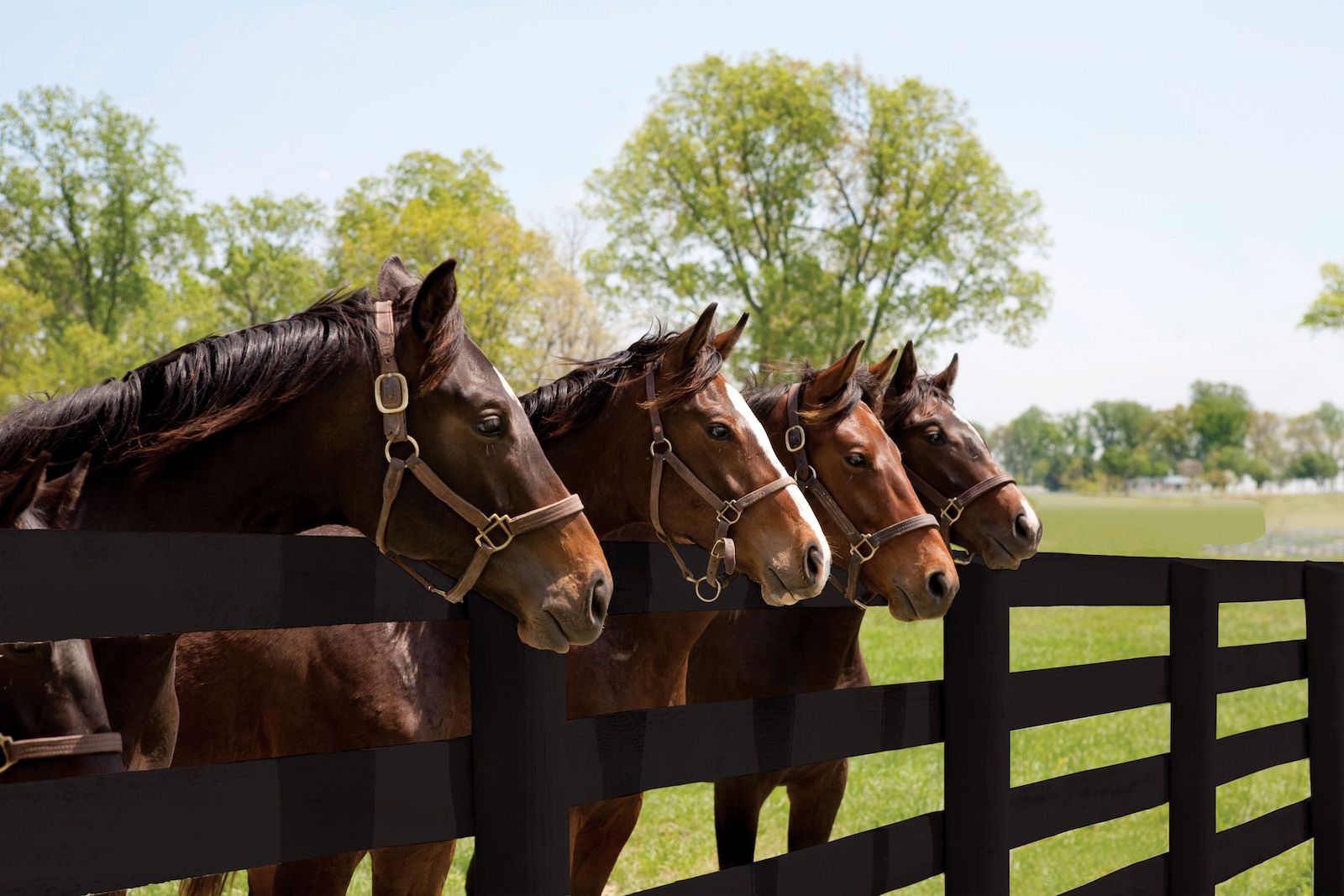 Four horses standing at black wood fence