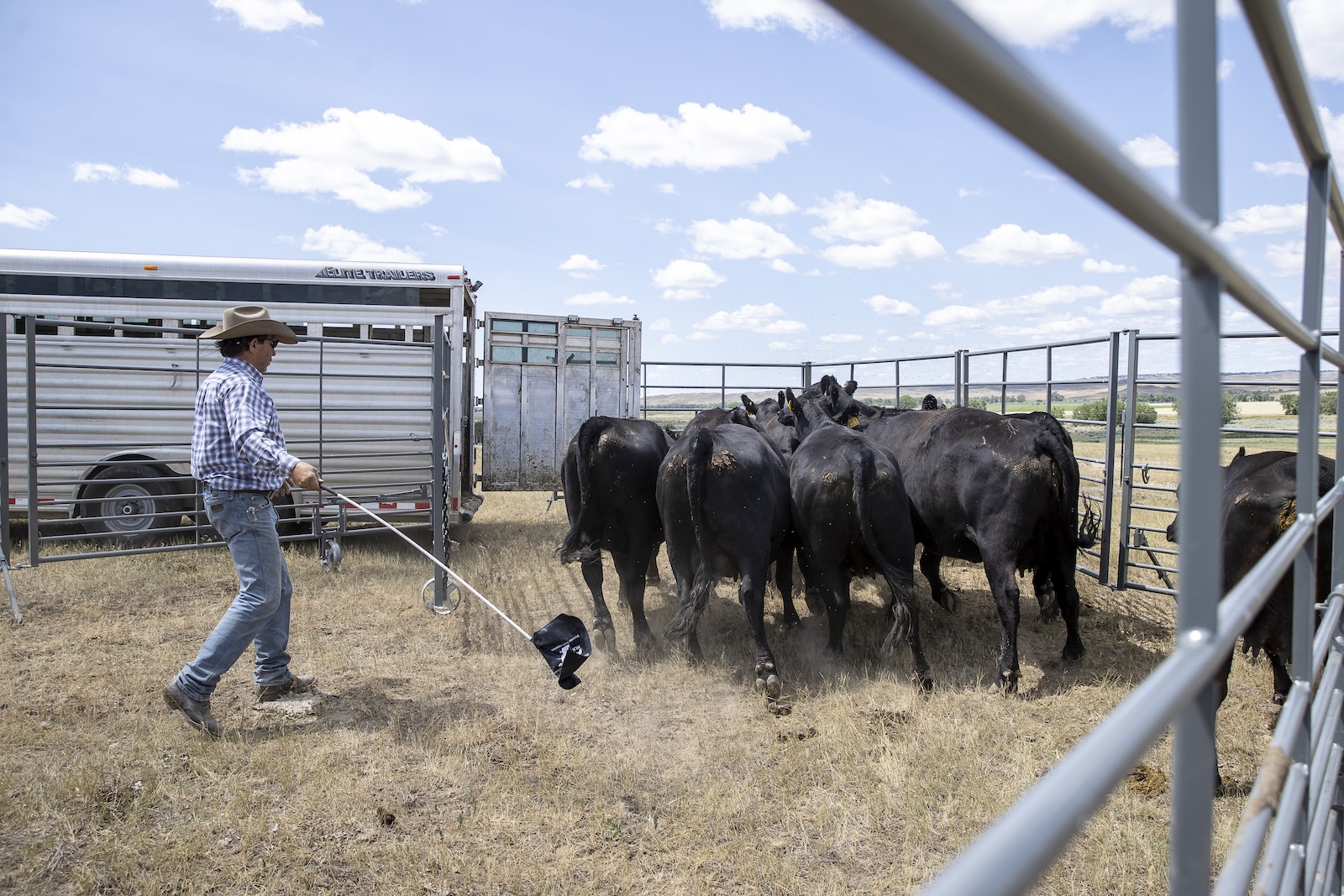Cattle are loaded using the All-Purpose Corral, which allows for safe handling and efficient movement through portable panel setups