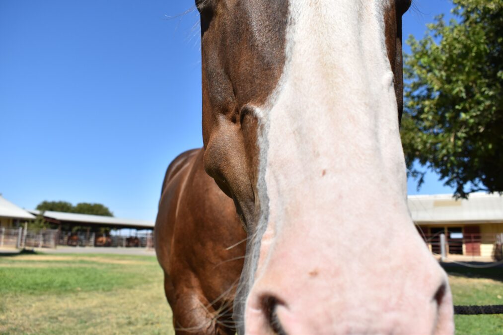 The sialolith on Joe Juice's cheek was easily visible to his care team.