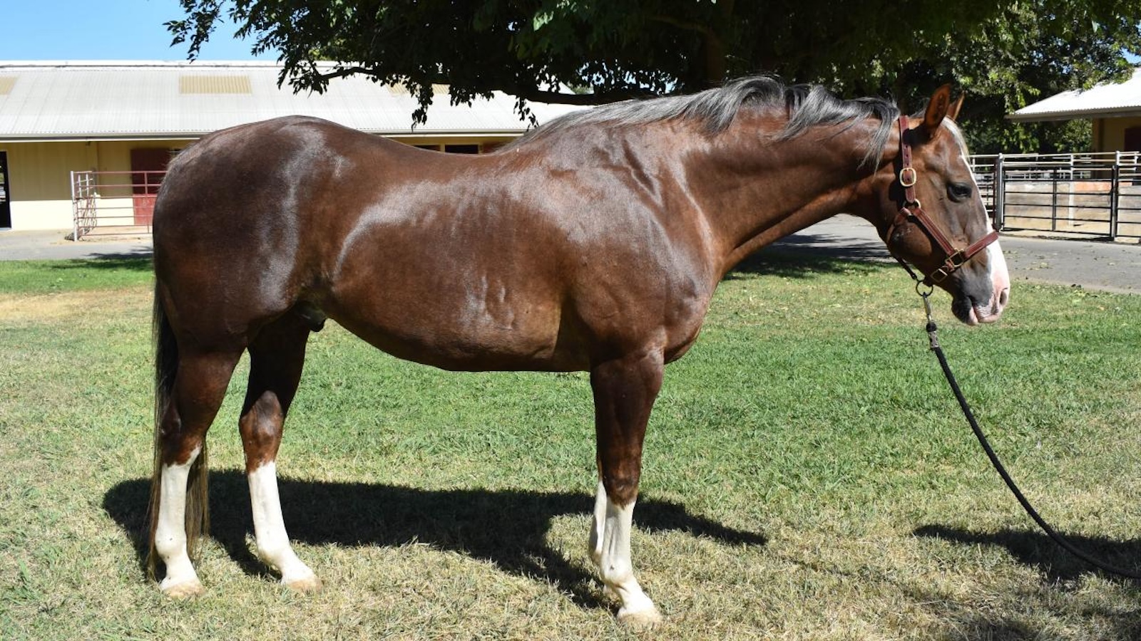 Joe Juice had a sialolith removed during a standing surgery at the UC Davis Large Animal Hospital.