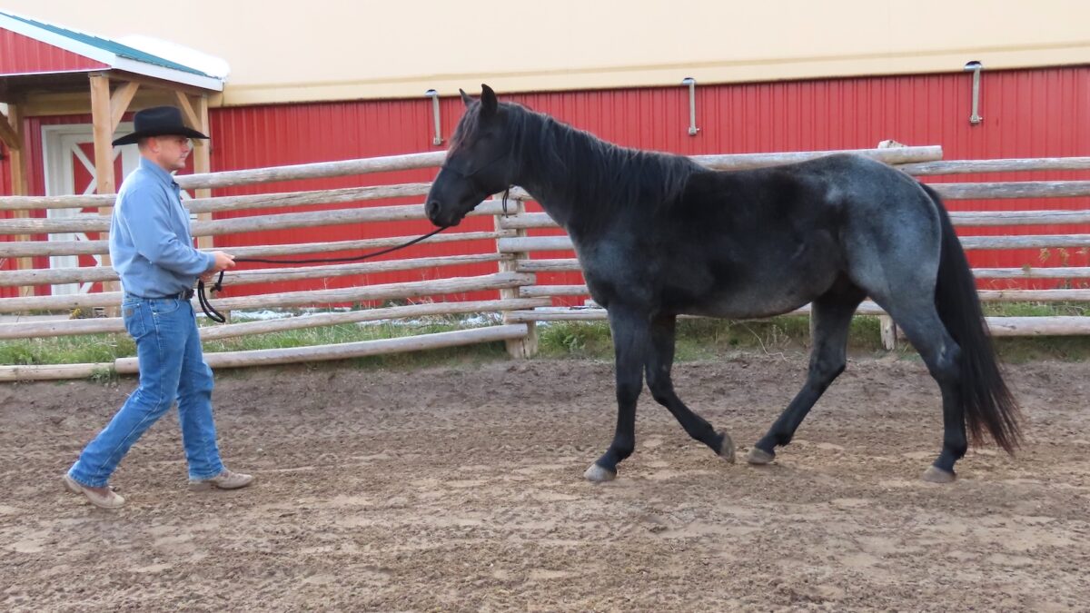 Start teaching your horse to come to you on command while he is wearing a halter and lead. Back up, give a voice cue and draw the horse to you.