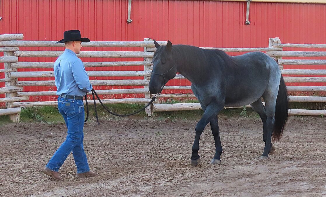 Start teaching your horse to come to you on command while he is wearing a halter and lead. Back up, give a voice cue and draw the horse to you.