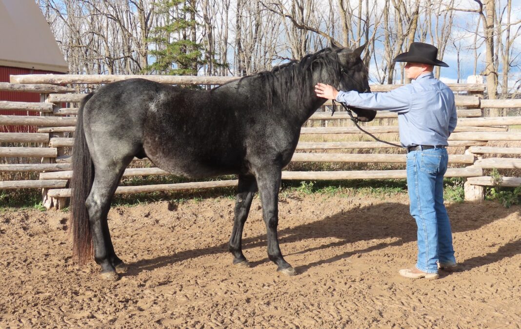 Stop every so often and stand quietly with your horse, rubbing and petting him. He should learn that being with you is a comfortable place to be and that coming to you was a good idea.