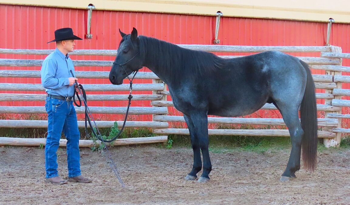 Stop every so often and stand quietly with your horse, rubbing and petting him. He should learn that being with you is a comfortable place to be and that coming to you was a good idea.