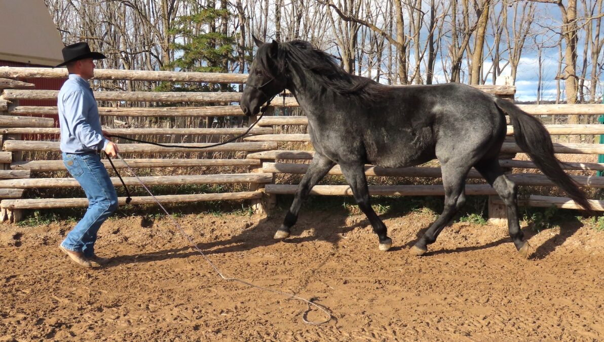 Make the training more effective by adding a bit of speed. Jog backward a few steps, flick the whip out behind the horse, and ask him to trot to you.