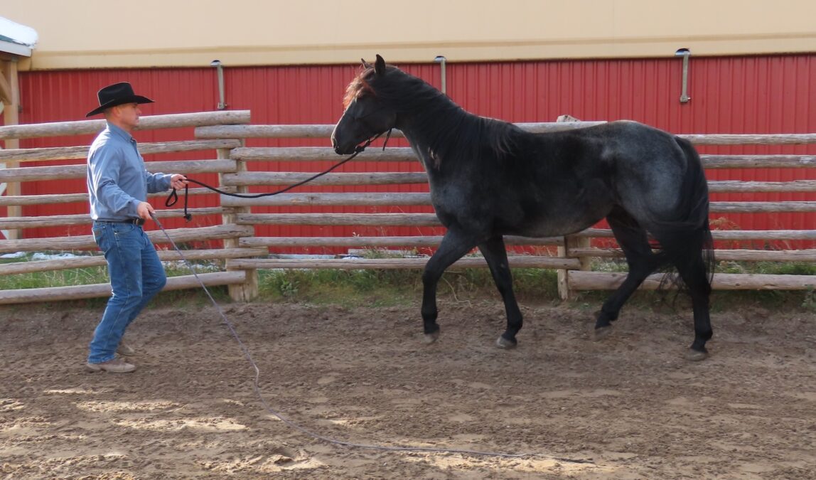 Make the training more effective by adding a bit of speed. Jog backward a few steps, flick the whip out behind the horse, and ask him to trot to you.