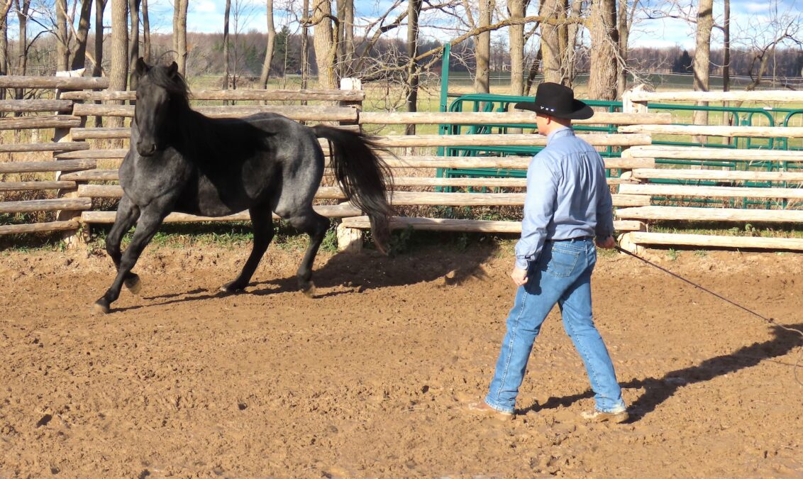 Move the horse around the pen, then step forward to block his forward motion. Immediately step back and call the horse to you.