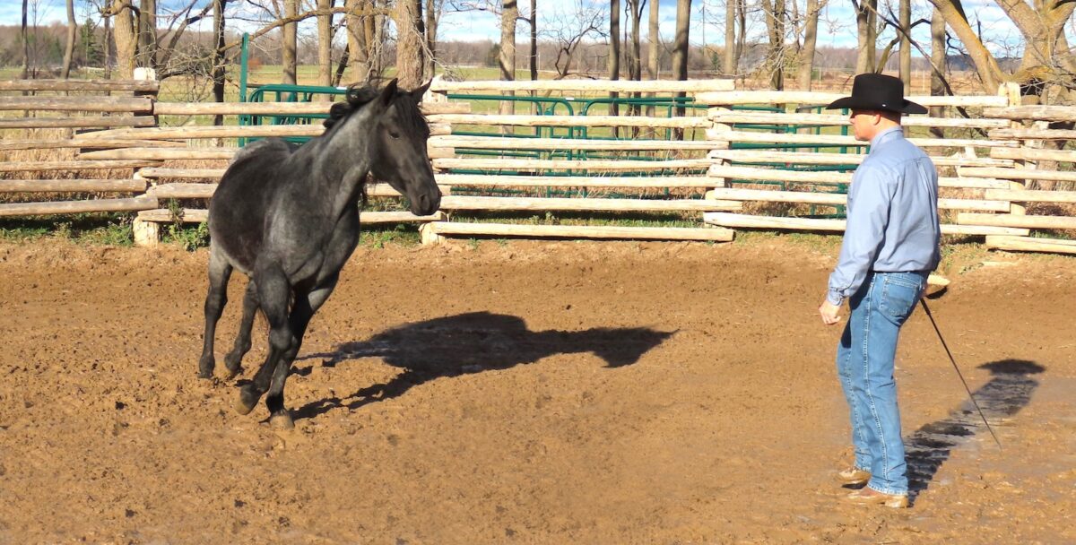 Move the horse around the pen, then step forward to block his forward motion. Immediately step back and call the horse to you.