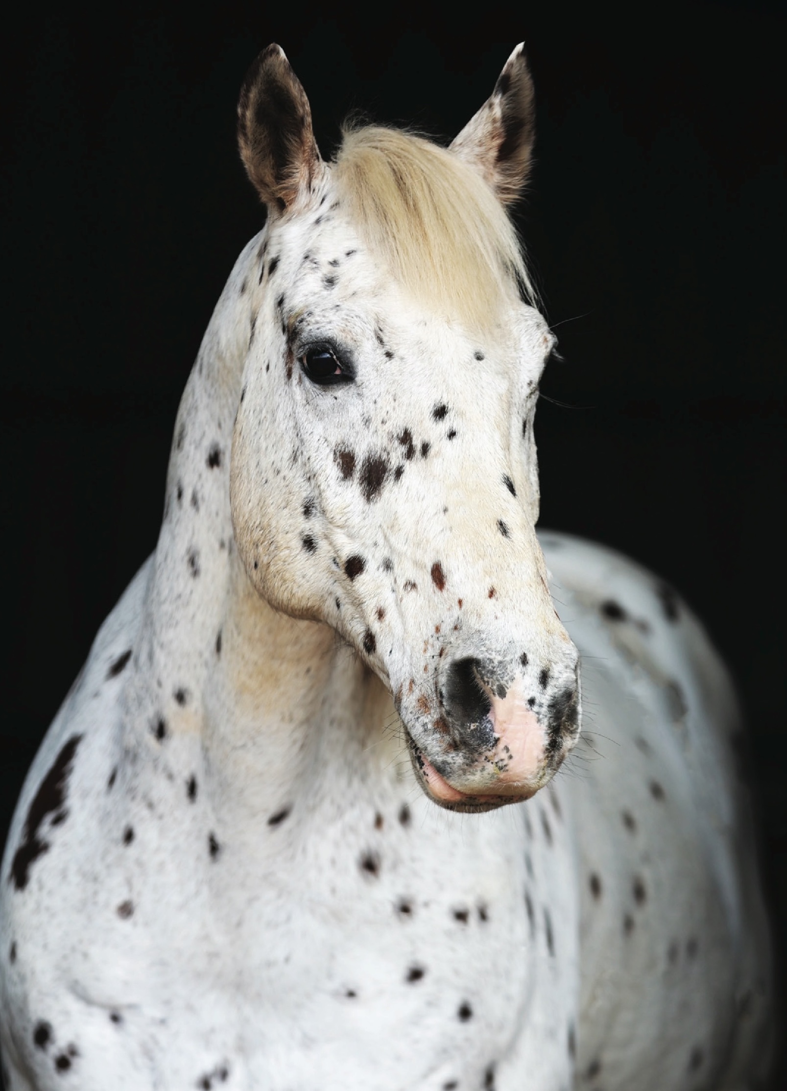 Apache the Appaloosa