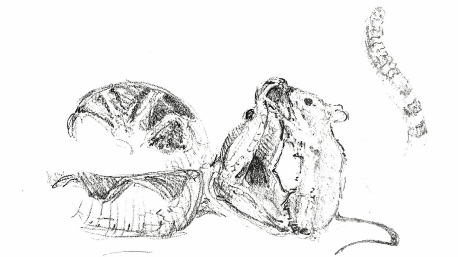 Sketch of mouse holding open a rattlers jaw