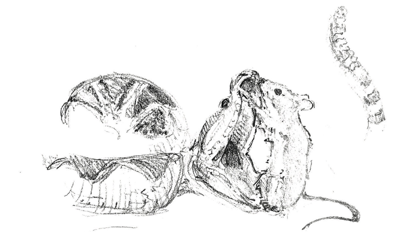 Sketch of mouse holding open a rattlers jaw