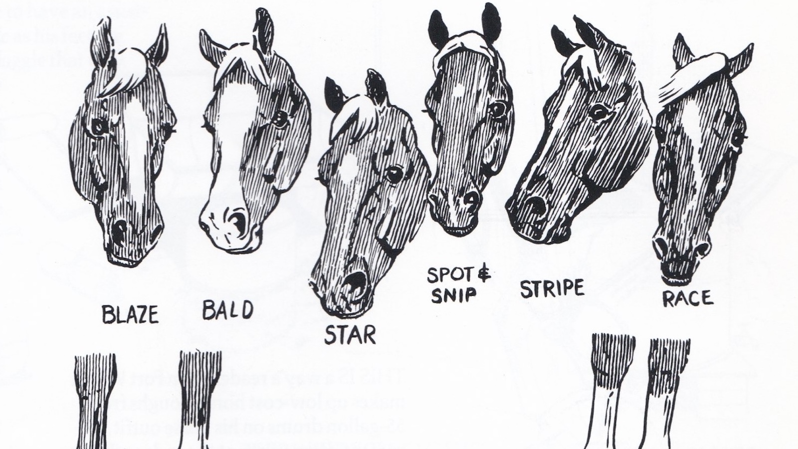 horse markings