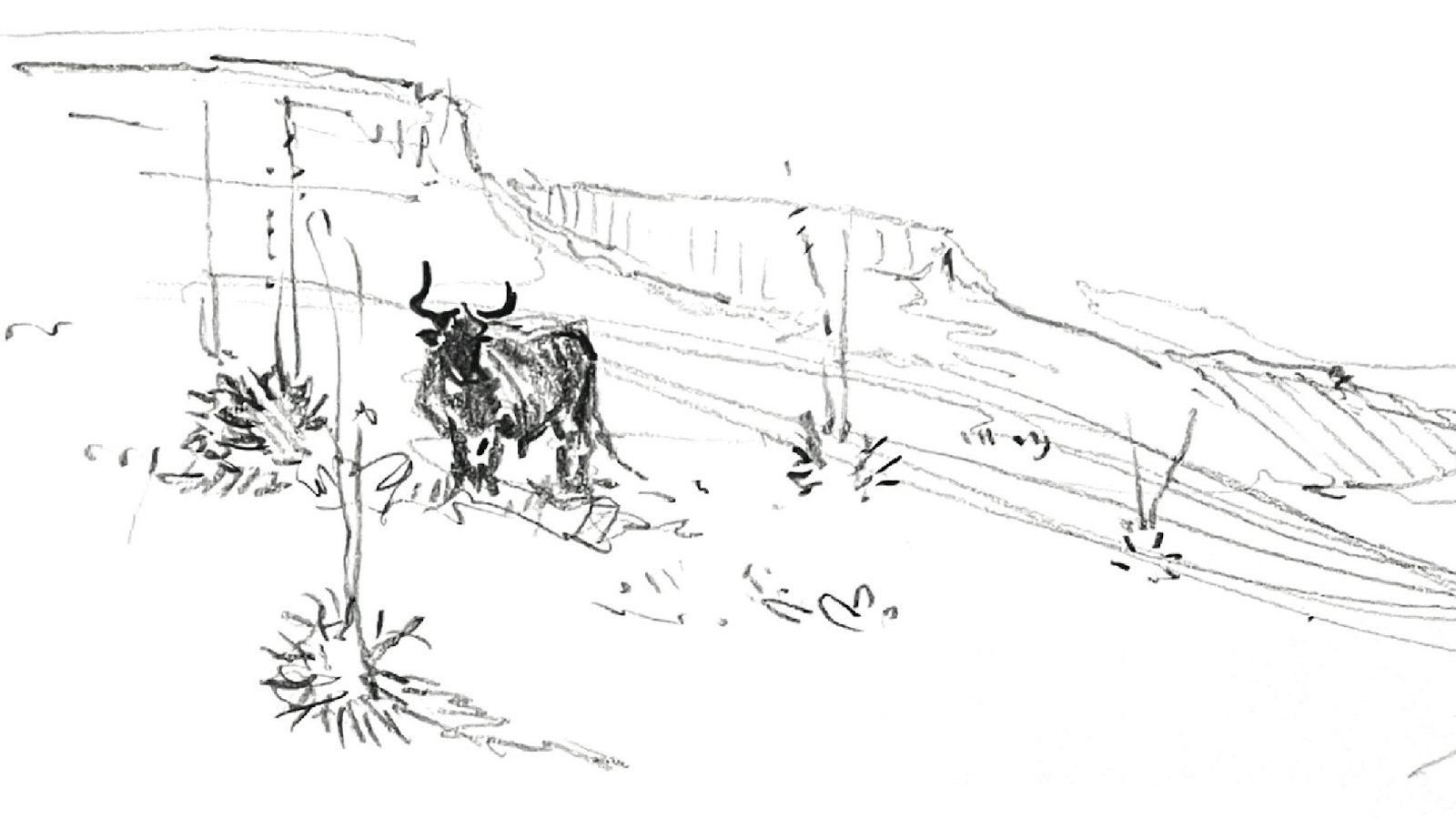 border bull drawing