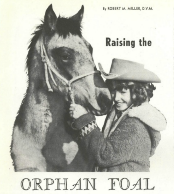 raising the orphan foal