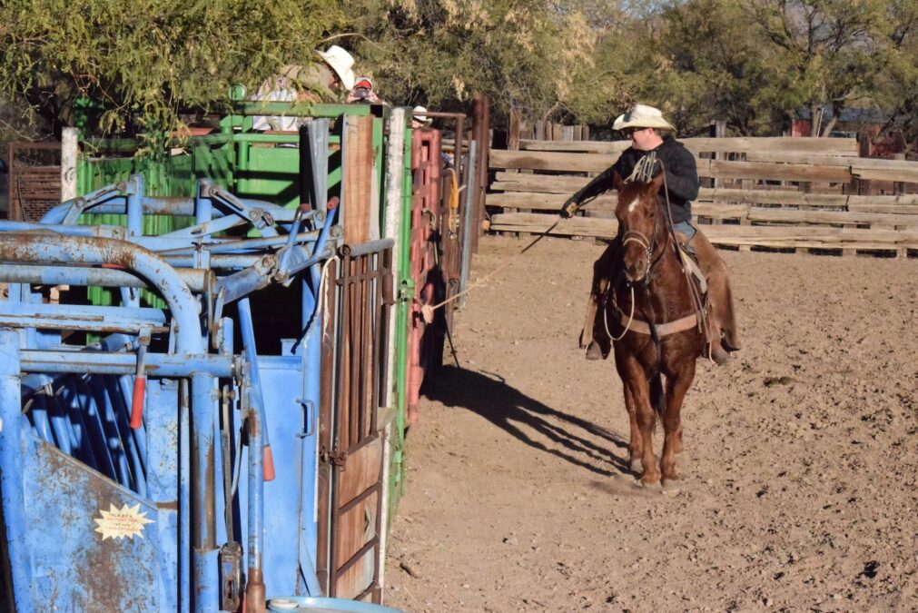 man on a horse ready to pull the chute gate