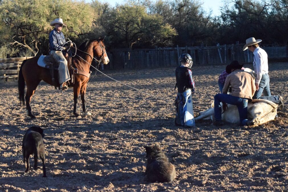 jolyn young's son waiting to get on his calf